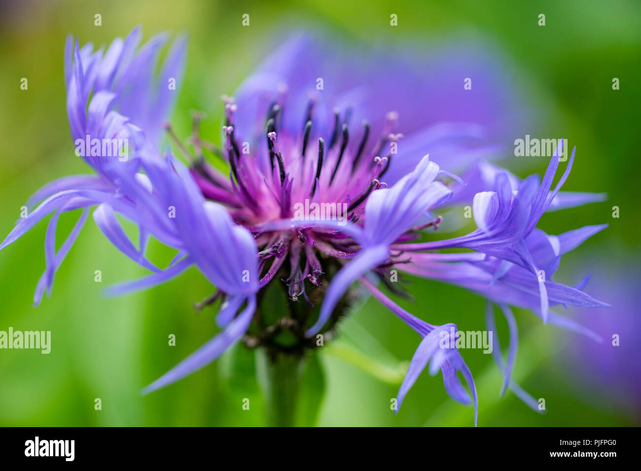 Cornflower in bloom in an English county garden Stock Photo Alamy