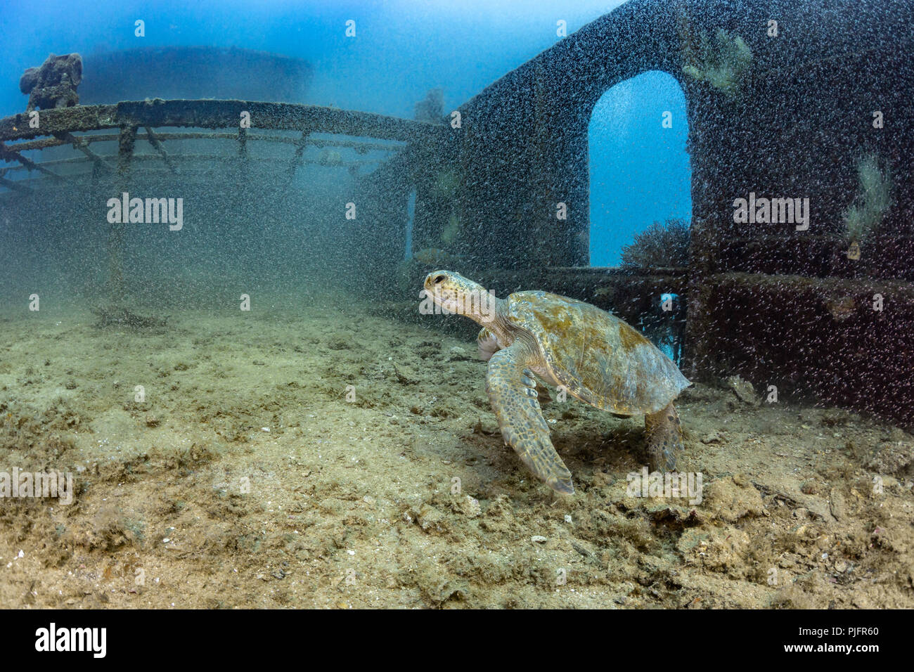 Turtle on the Fang Ming Wreck, La Paz, Sea of Cortez Stock Photo