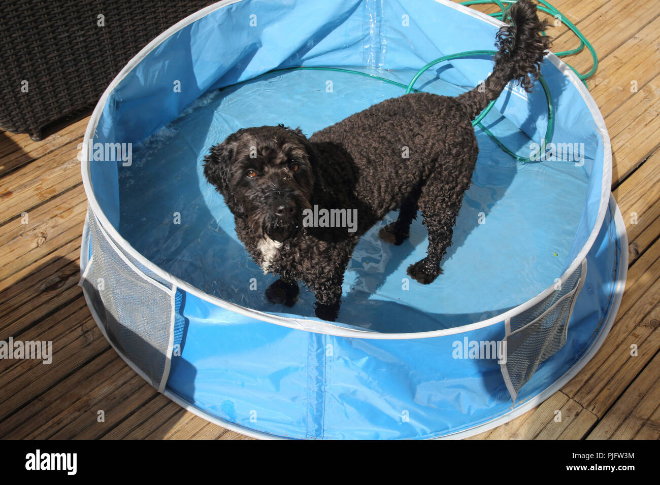 Cockapoo Dog Cooling Down in Paddling Pool Gillingham Dorset England Stock Photo