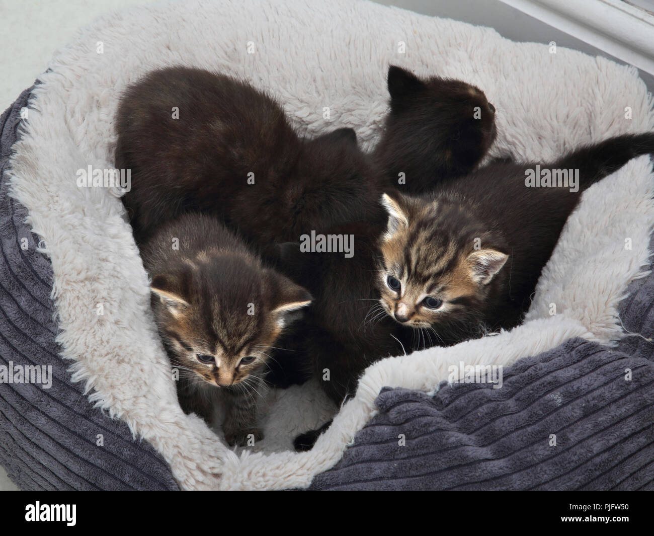 Five Kittens in Fleece Lined Cat Bed Stock Photo Alamy