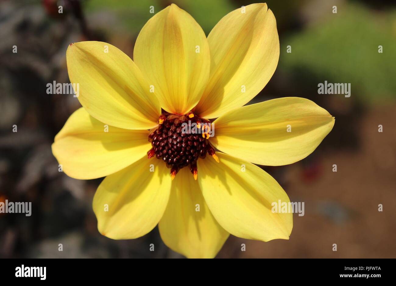 yellow flower closeup Stock Photo