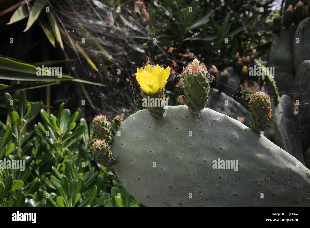 Vouliagmeni Attica Greece Close up of a Flowering Indian Fig Cactus (Opuntia Ficus-Indica) Stock Photo