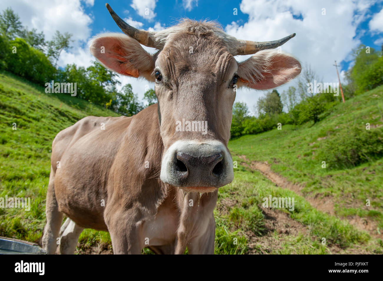 cow grazing in the mountain pasture Stock Photo - Alamy