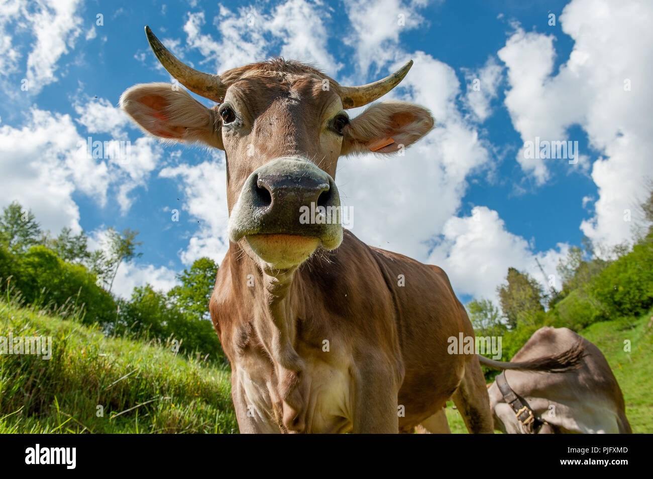 cow grazing in the mountain pasture Stock Photo - Alamy