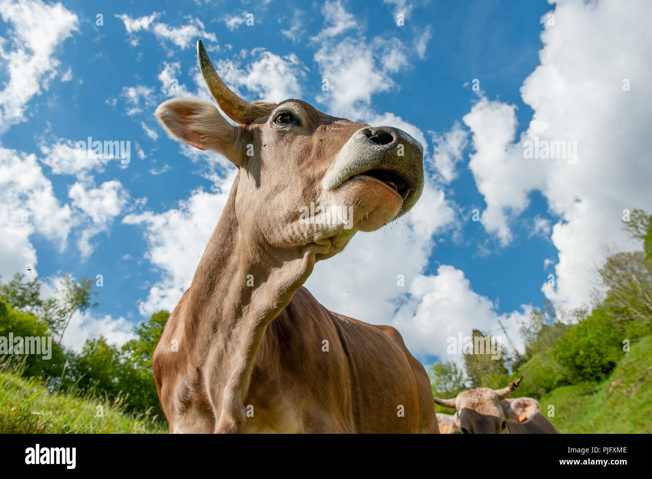 cow grazing in the mountain pasture Stock Photo - Alamy