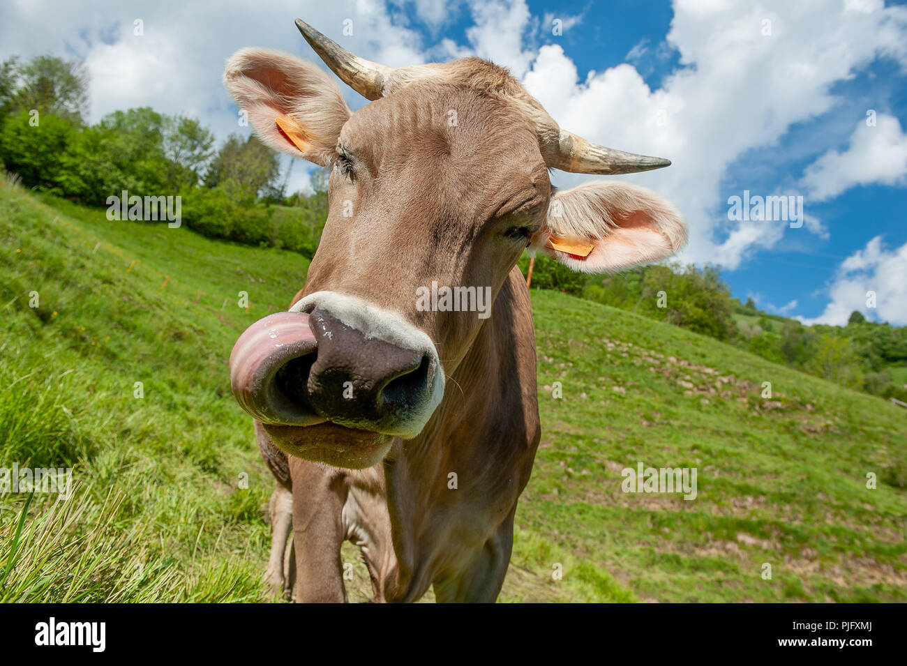 cow grazing in the mountain pasture Stock Photo - Alamy