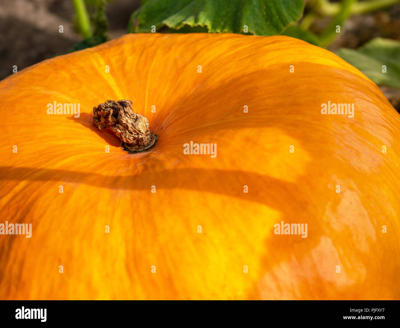 Pumpkin growing in the vegetable garden Stock Photo - Alamy