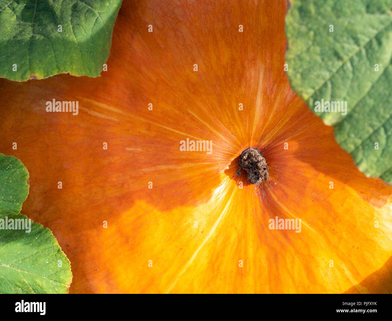 Orange pumpkin texture. Close up. Top view. Stock Photo