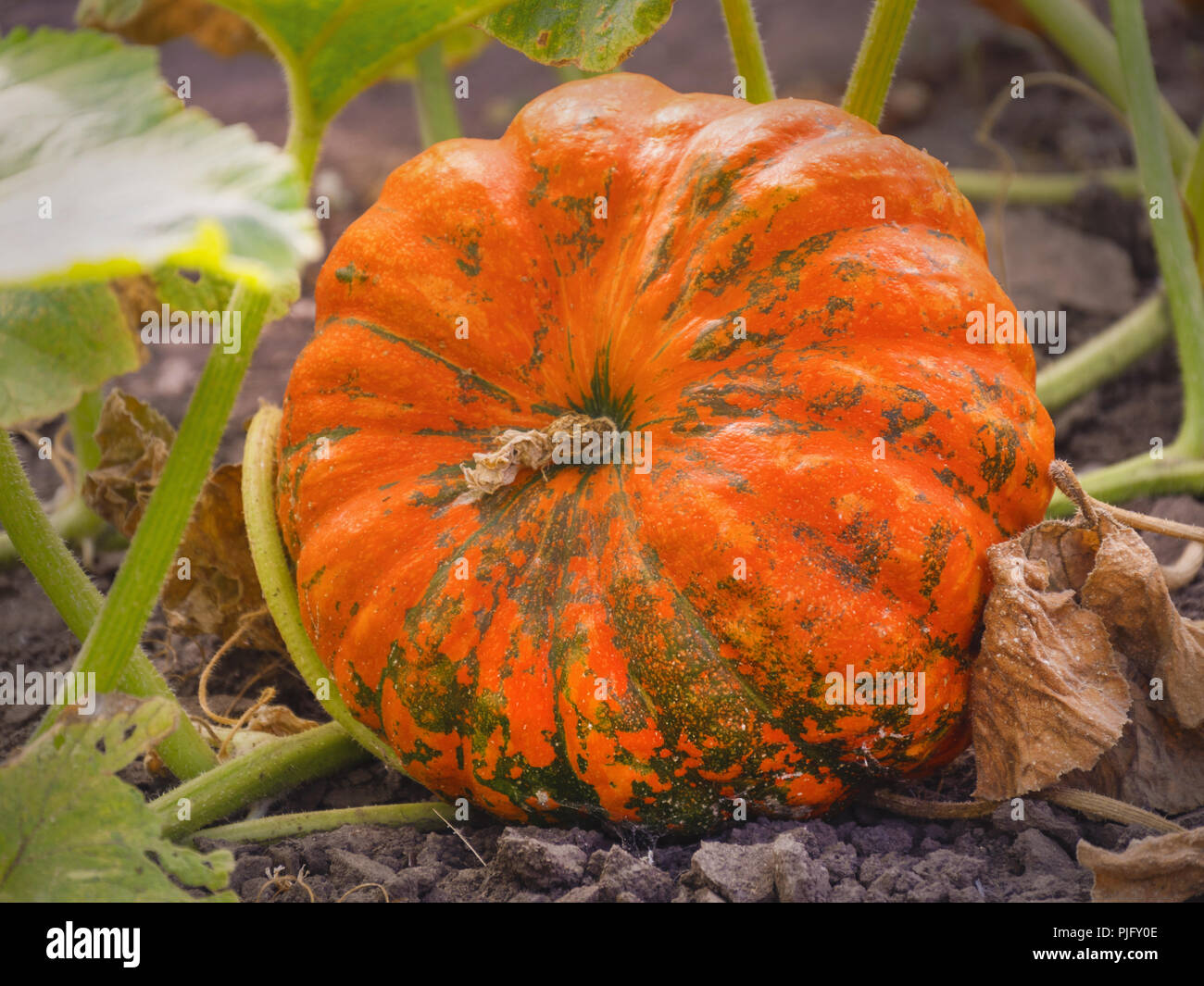 Pumpkin growing in the vegetable garden Stock Photo - Alamy