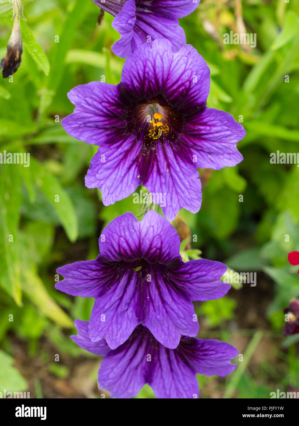 Exotic, velvety, dark throated purple blue flowers of the hardy annual bedding plant, Salpiglossis sinuata 'Kew Blue' Stock Photo
