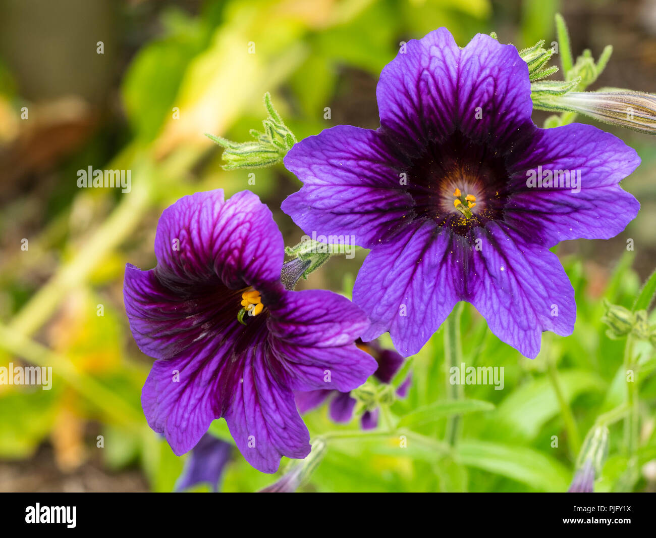 Exotic, velvety, dark throated purple blue flowers of the hardy annual