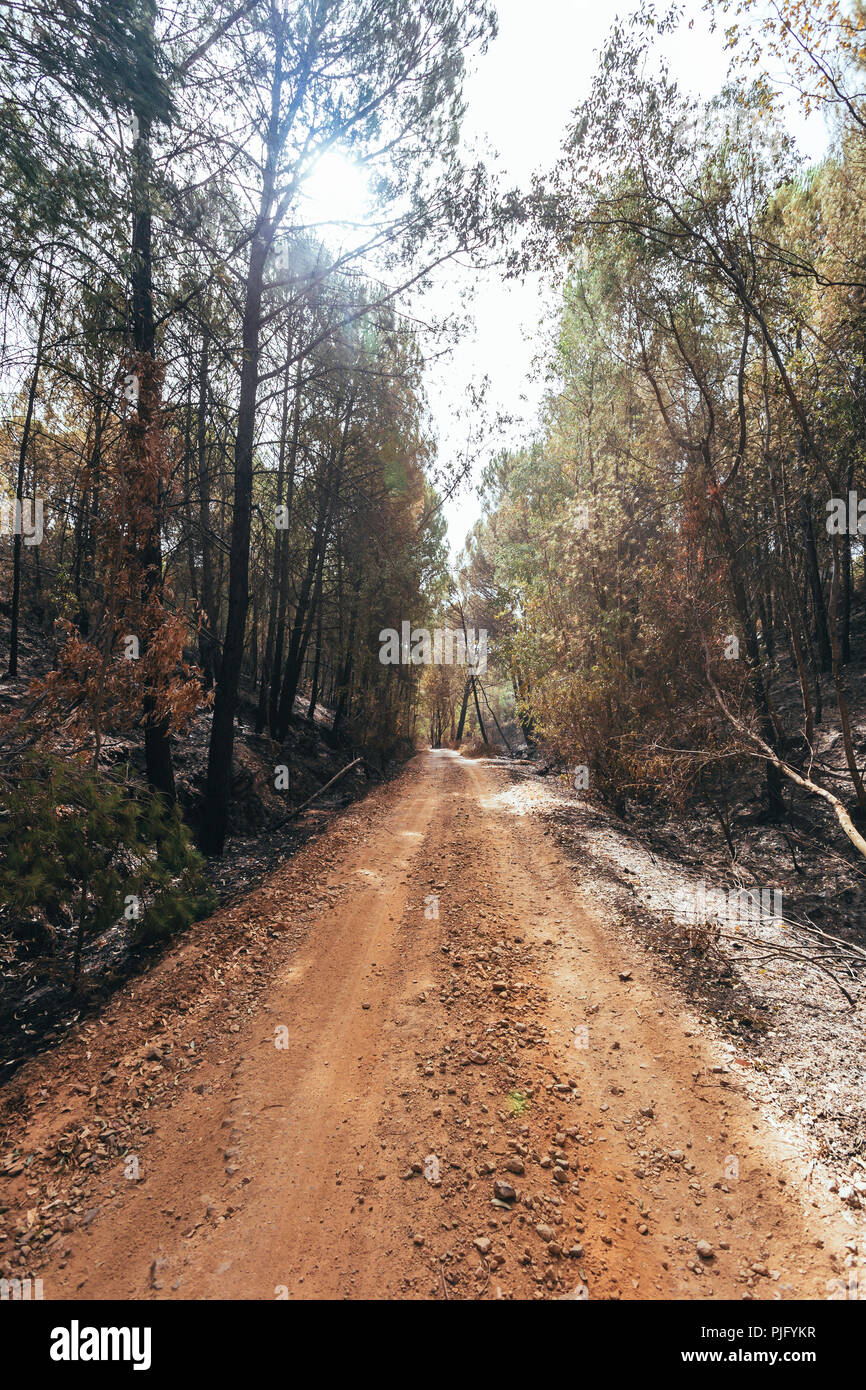 Dirt road between the forest, with eucalyptus burned by the fire on the sides Stock Photo