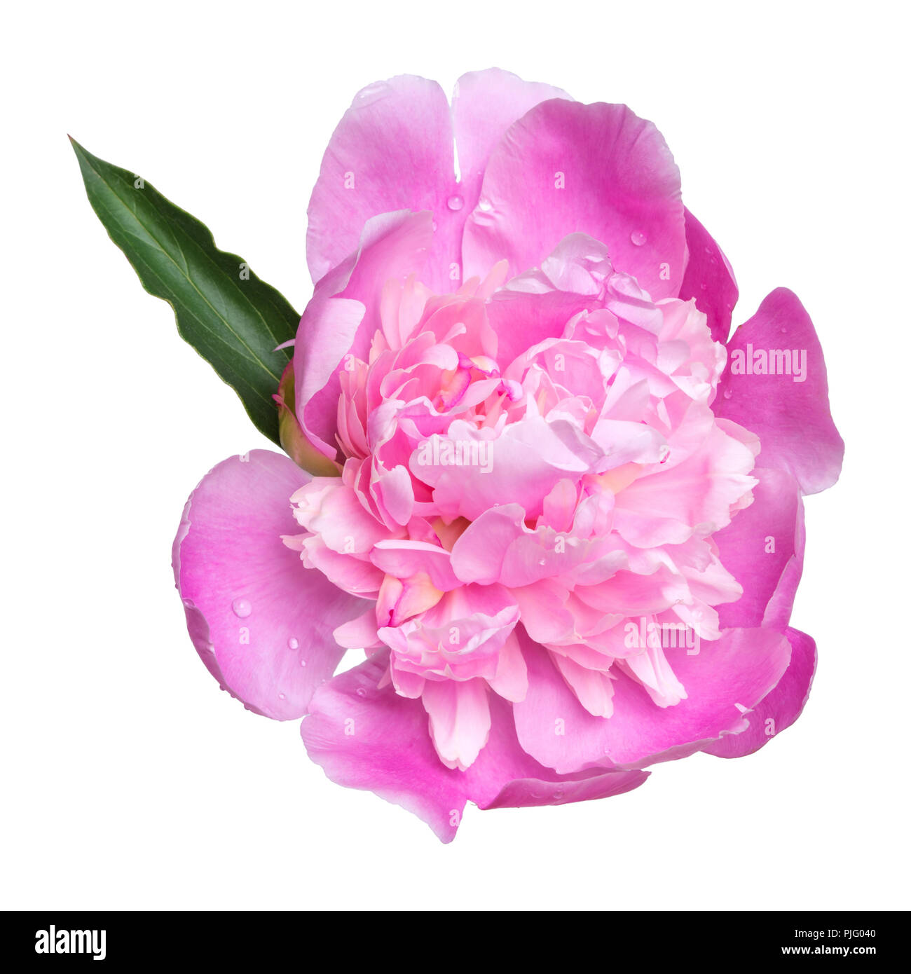 Pink peony flower isolated on white background Stock Photo - Alamy