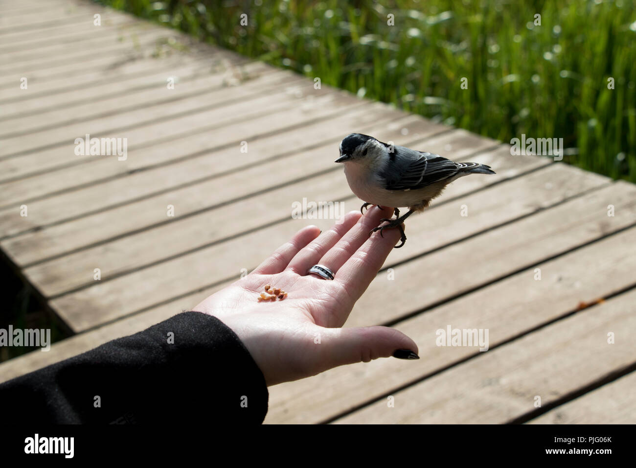 Woodpecker bird in the hand is better than to in the bush. Woman's hand holding bird feed with a