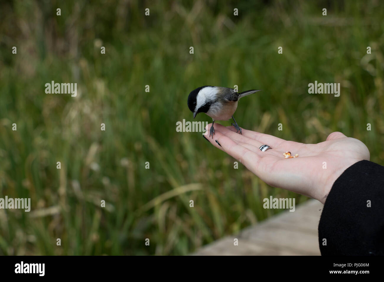 Curious bird landing on a hand with seeds. Hungry bird looking for food