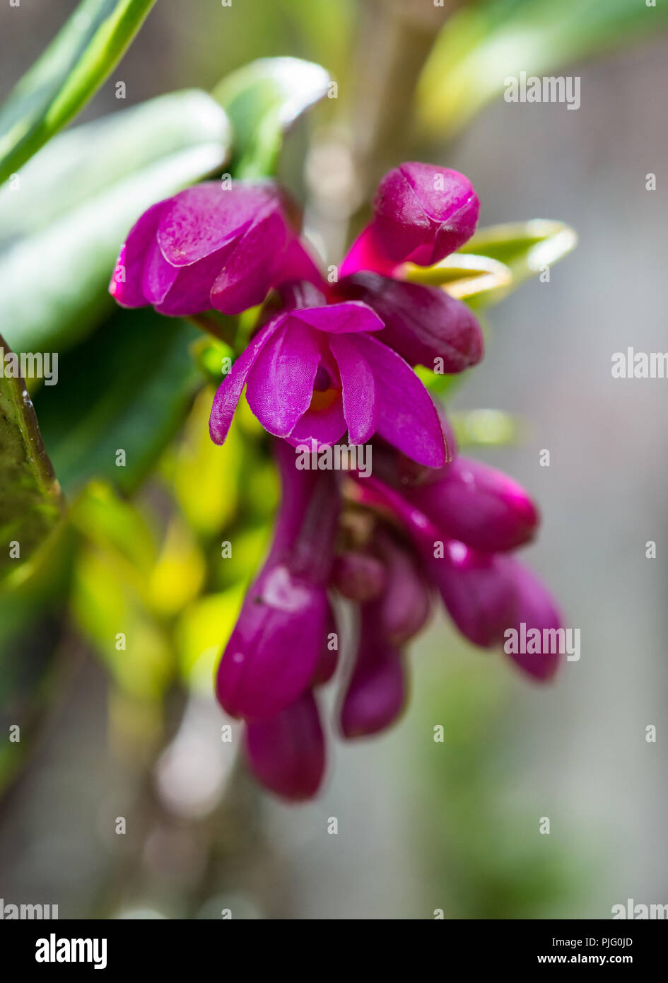 Colorful flowers of native orchids in the central highlands of Papua, Indonesia. Stock Photo