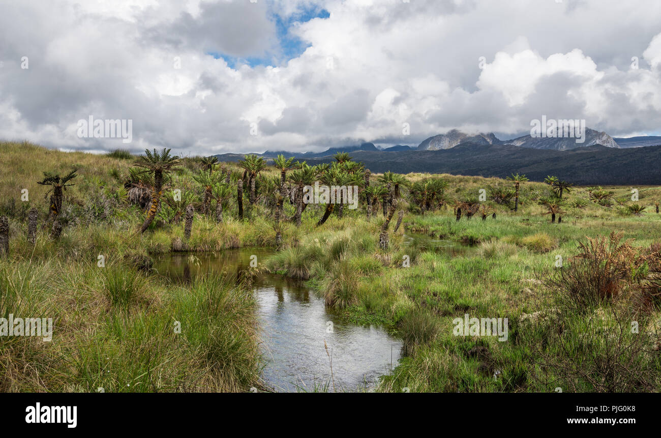 Palm trees grow in the highlands of New Guinea. Central Range in the background. Papua, Indonesia. Stock Photo