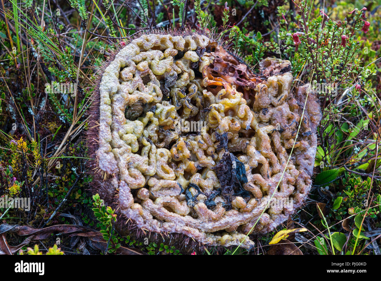 Interior of an Ant Plant (Myrmecodia sp.), a strange plant native to the highlands of New Guinea. Papua, Indonesia. Stock Photo