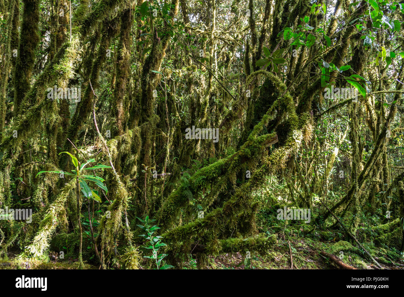 Green moss covered trees in the montane forest of Central Range in the island of New Guinea. Papua, Indonesia. Stock Photo