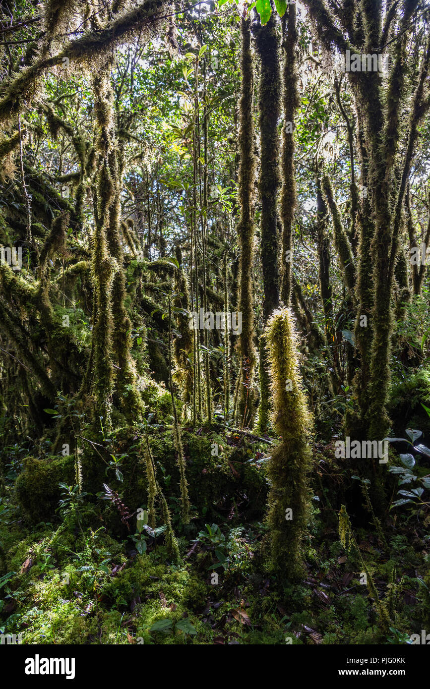 Green moss covered trees in the montane forest of Central Range in the island of New Guinea. Papua, Indonesia. Stock Photo