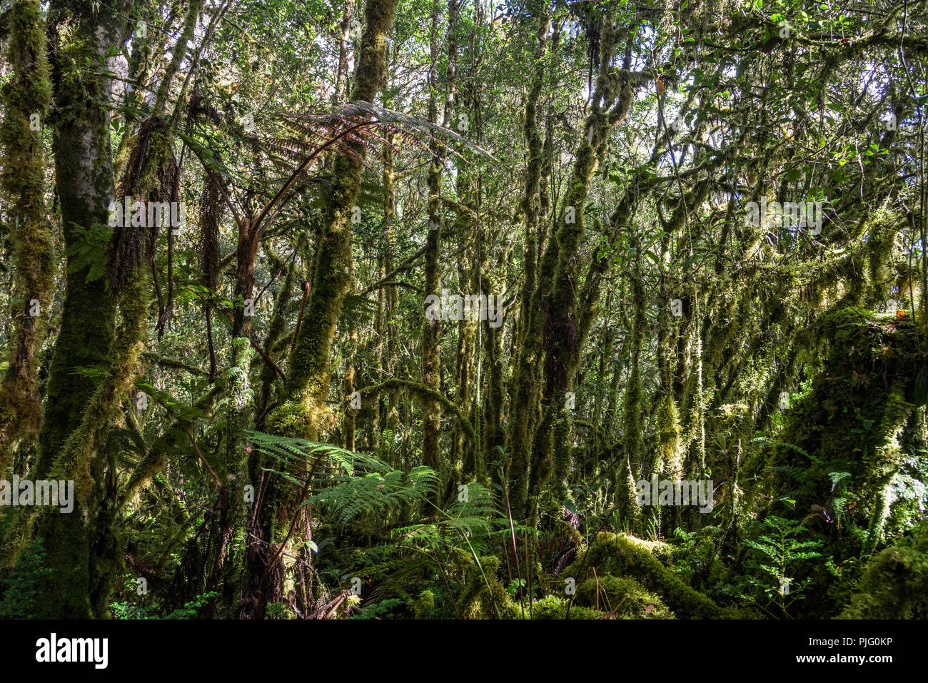 Green moss covered trees in the montane forest of Central Range in the island of New Guinea. Papua, Indonesia. Stock Photo