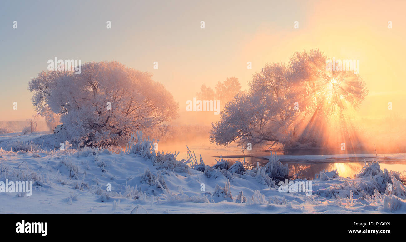 Winter morning. Sunny christmas sunrise with sun rays through frosty trees. Colorful winter light. Christmas background. Stock Photo