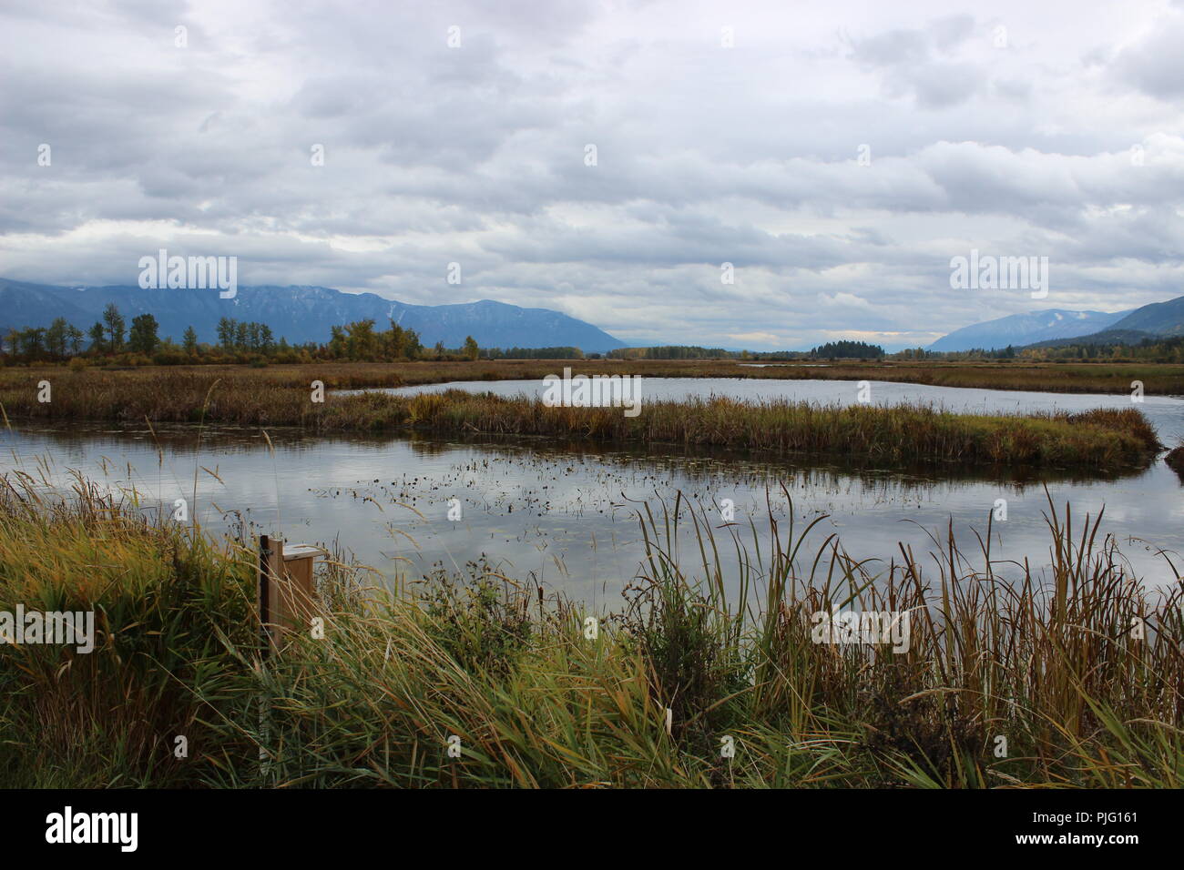 Wetlands habitat hi-res stock photography and images - Alamy