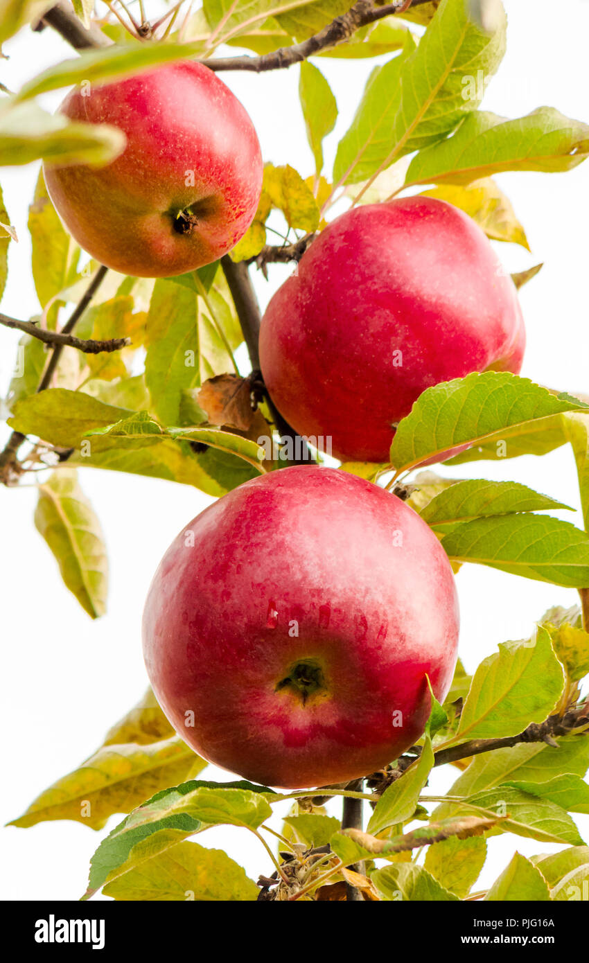 three red apples on the branch. healthy food and ripe crop harvest time in autumn Stock Photo