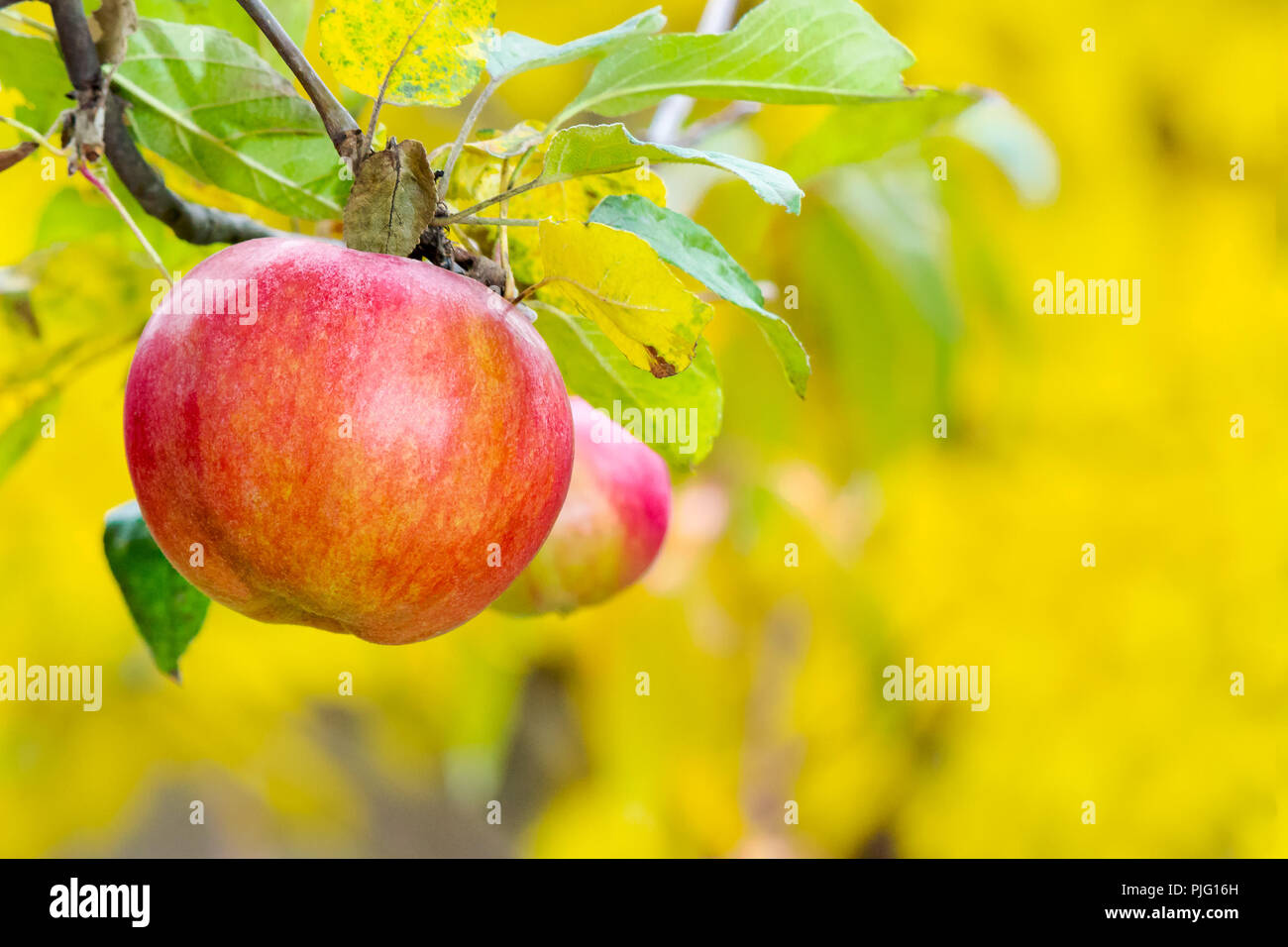 red apple on the branch. healthy food and ripe crop harvest time in autumn Stock Photo
