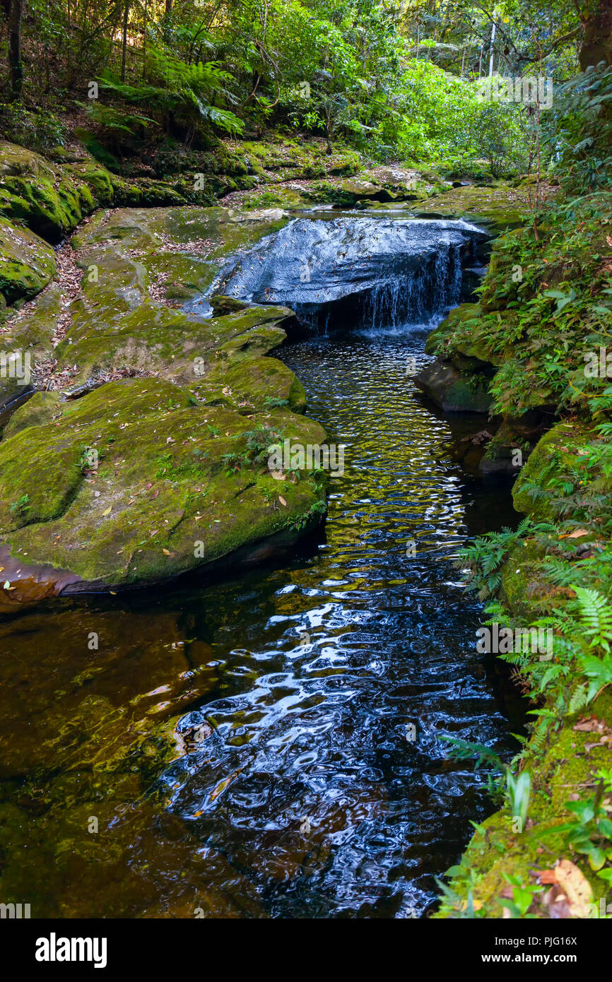 Creek with crystal clear water in the middle of the jungle of Bolivia