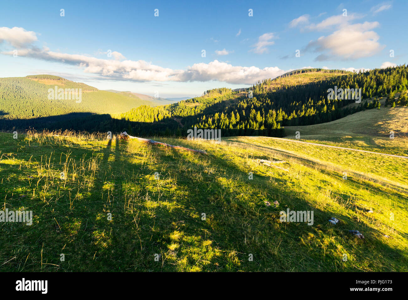 autumn landscape in mountains at sunset. beautiful sky with fluffy clouds above spruce forest on hills. long shadows on the grassy meadow Stock Photo