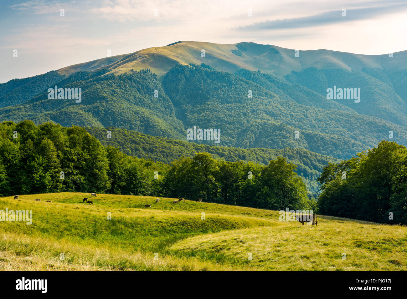 beautiful mountainous countryside afternoon. cow cattle on the grassy meadow near the beech forest. mountain in the distance Stock Photo