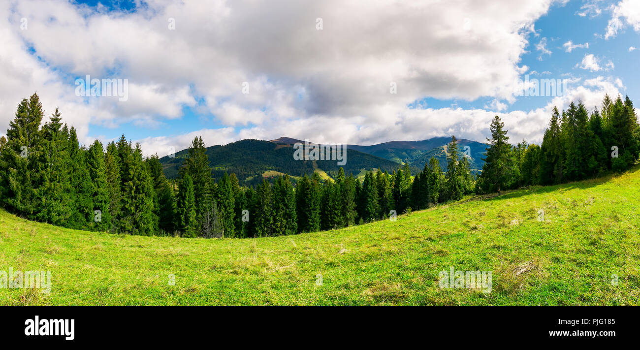 panorama of alpine meadow in forest on hill. beautiful early autumn landscape in Carpathian mountains. joyful vacation in wilderness Stock Photo