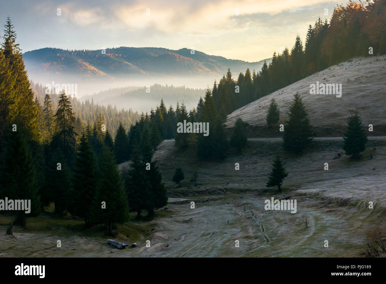 beautiful autumn scenery in mountains at sunrise. spruce forest on the hill. fog rise in the distant valley Stock Photo