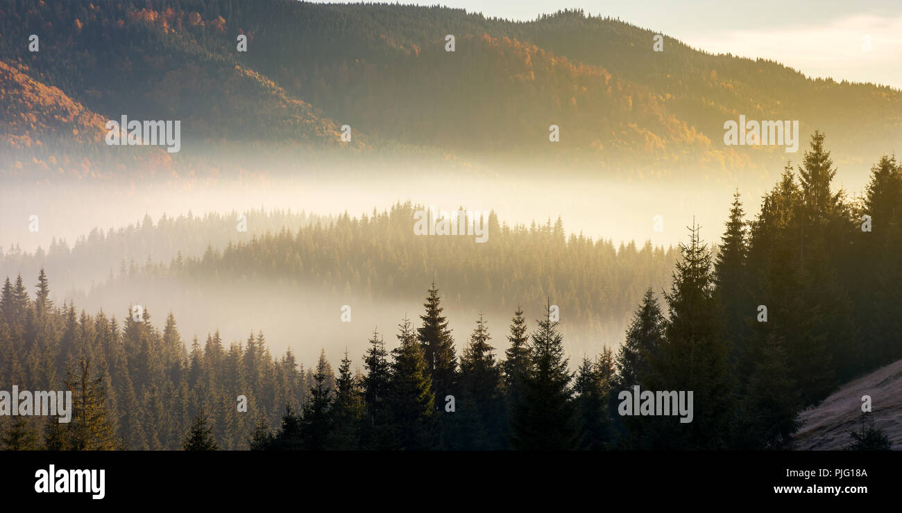 beautiful foggy scenery in autumn at sunrise. fog rise above the distant valley and spruce forest on the hill Stock Photo