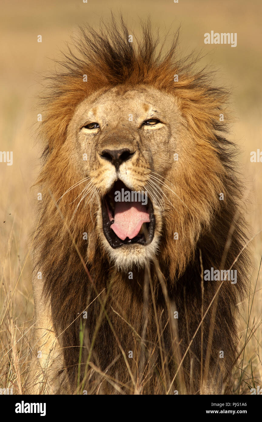 Male lion (Panthera leo), Masai Mara National Reserve, Kenya Stock ...
