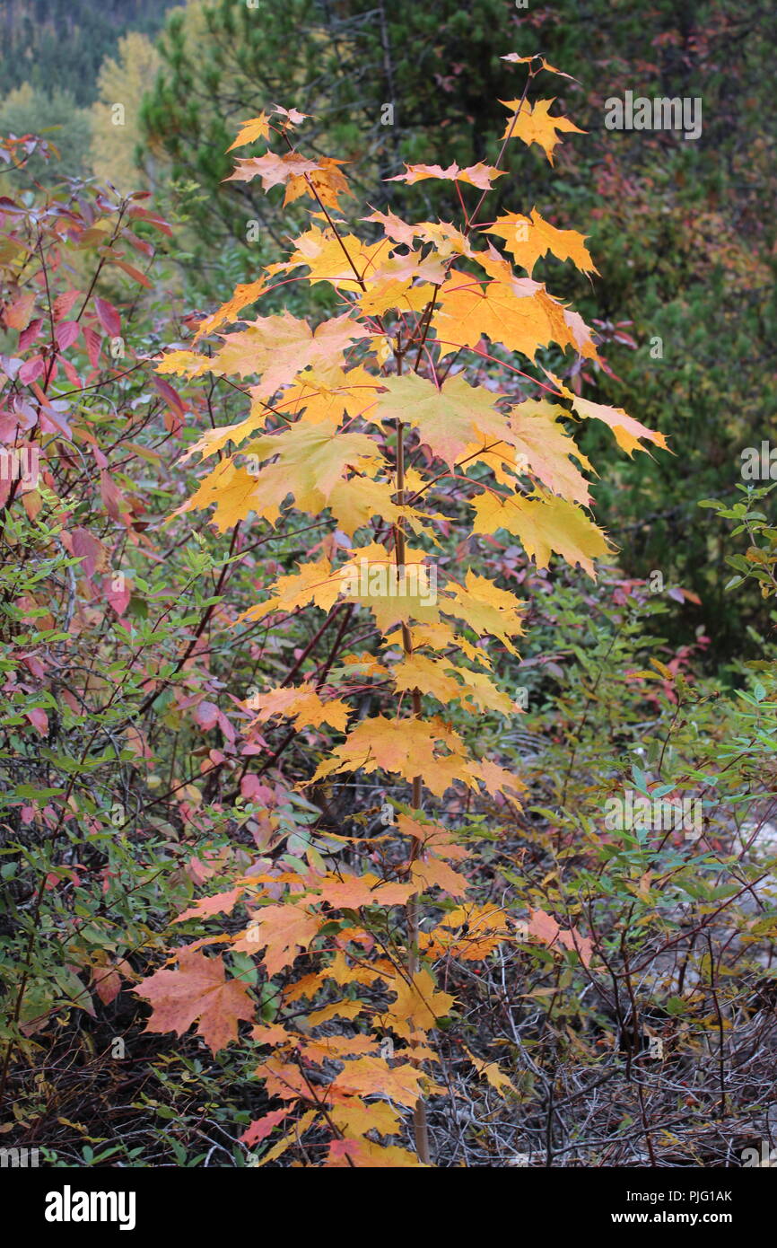 maple tree in fall Stock Photo - Alamy