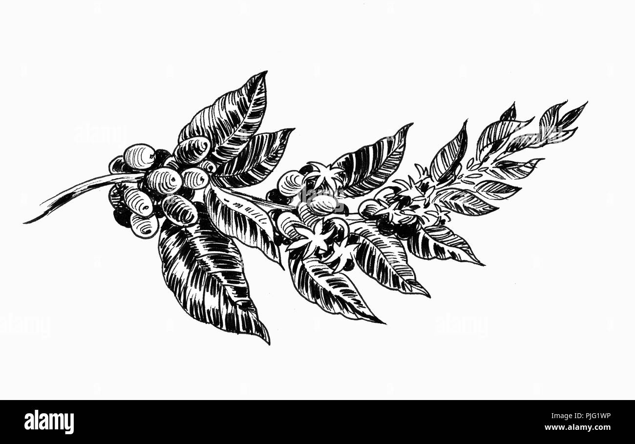 Coffee Bean Tree Drawing