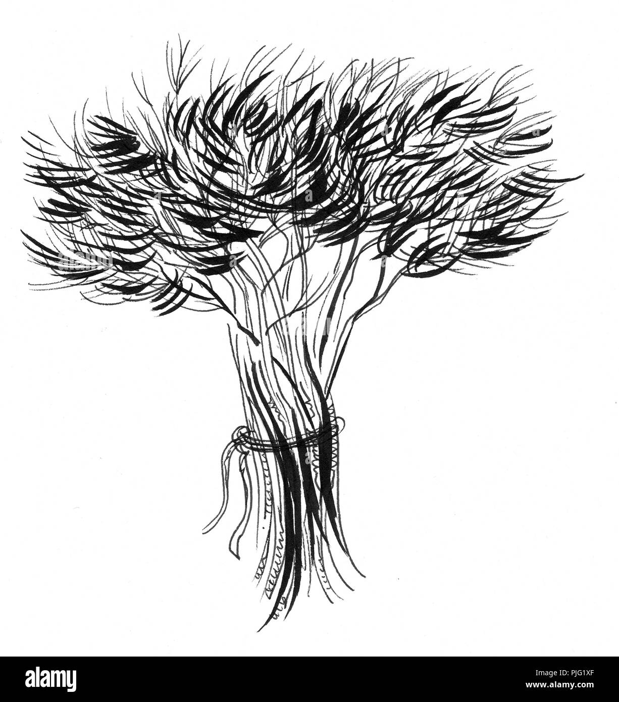 A bunch of dill plant. Ink black and white illustration Stock Photo - Alamy