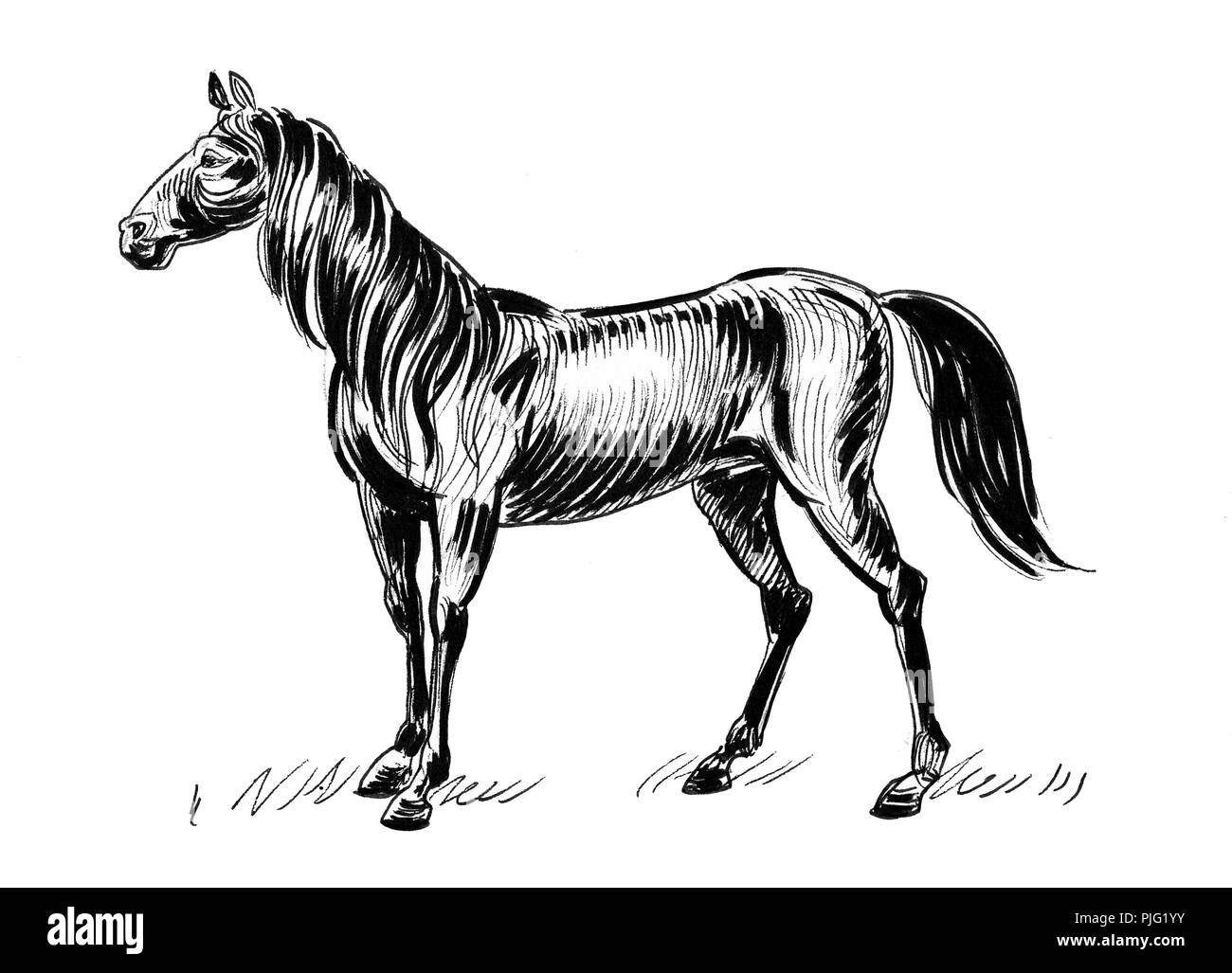 Ink black and white drawing of a horse Stock Photo - Alamy