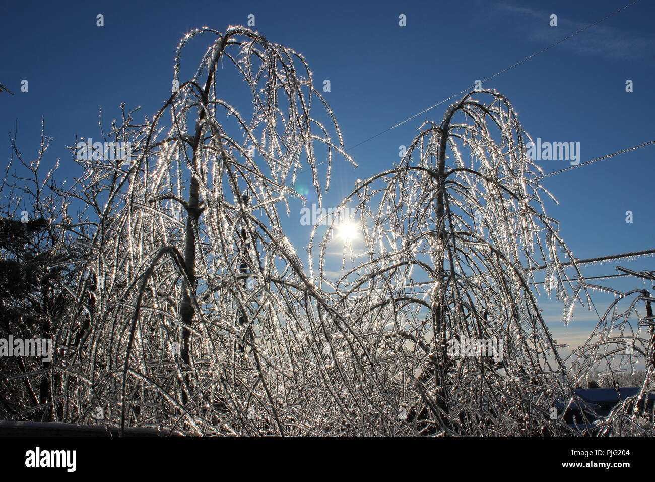 Tree damage from Ice Storm Stock Photo Alamy