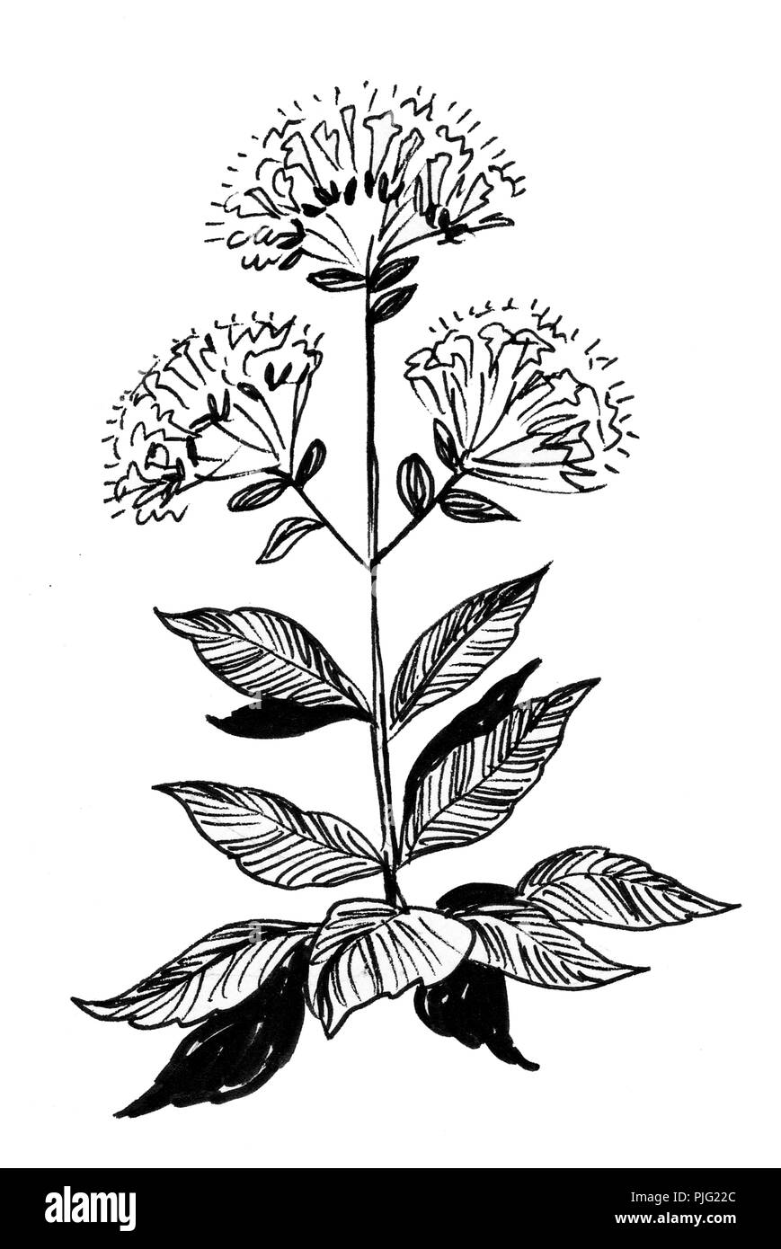 Oregano plant. Ink black and white illustration Stock Photo