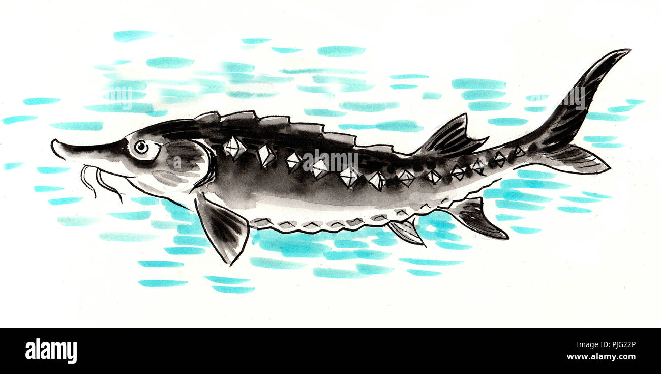 Sturgeon fish in water. Watercolor painting Stock Photo - Alamy