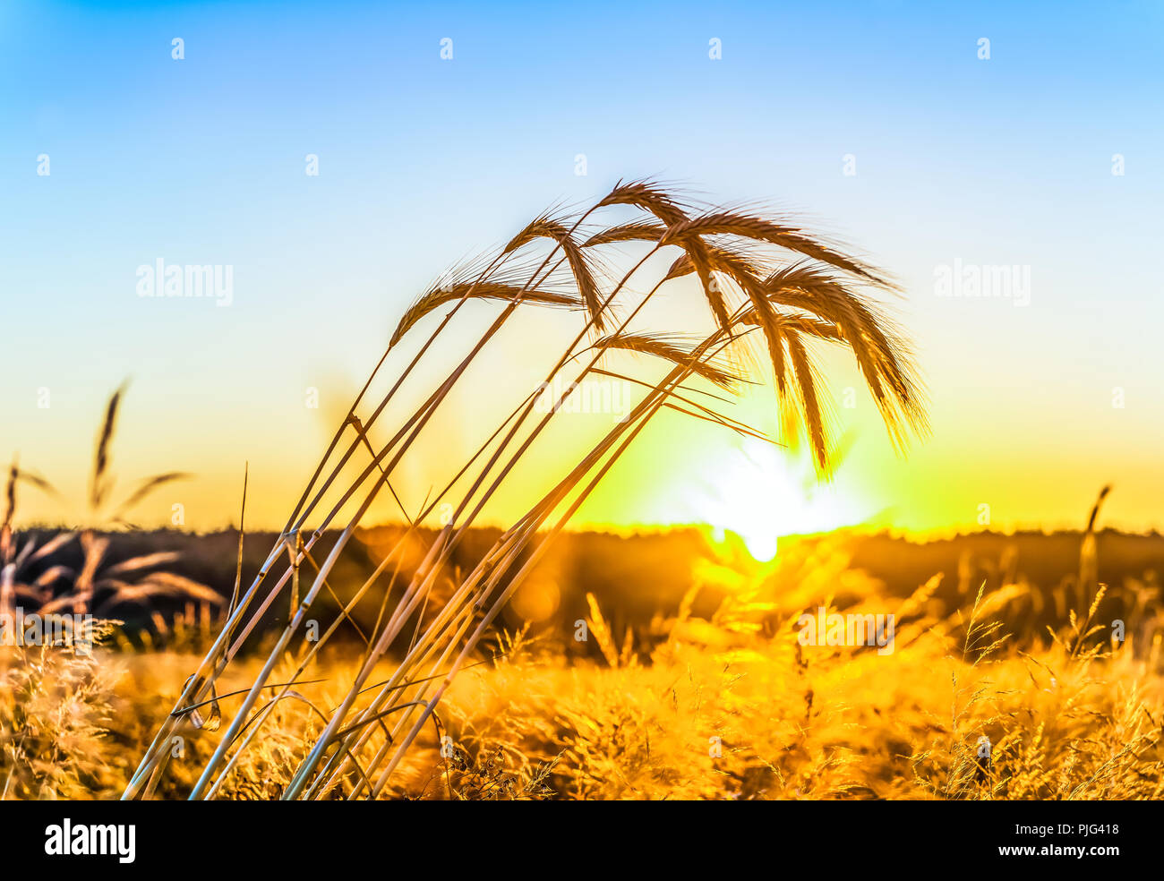 Beautiful nature sunrise landscape. Ears of golden wheat close up. Rural scene under sunlight. Summer background of ripening ears of agriculture lands Stock Photo
