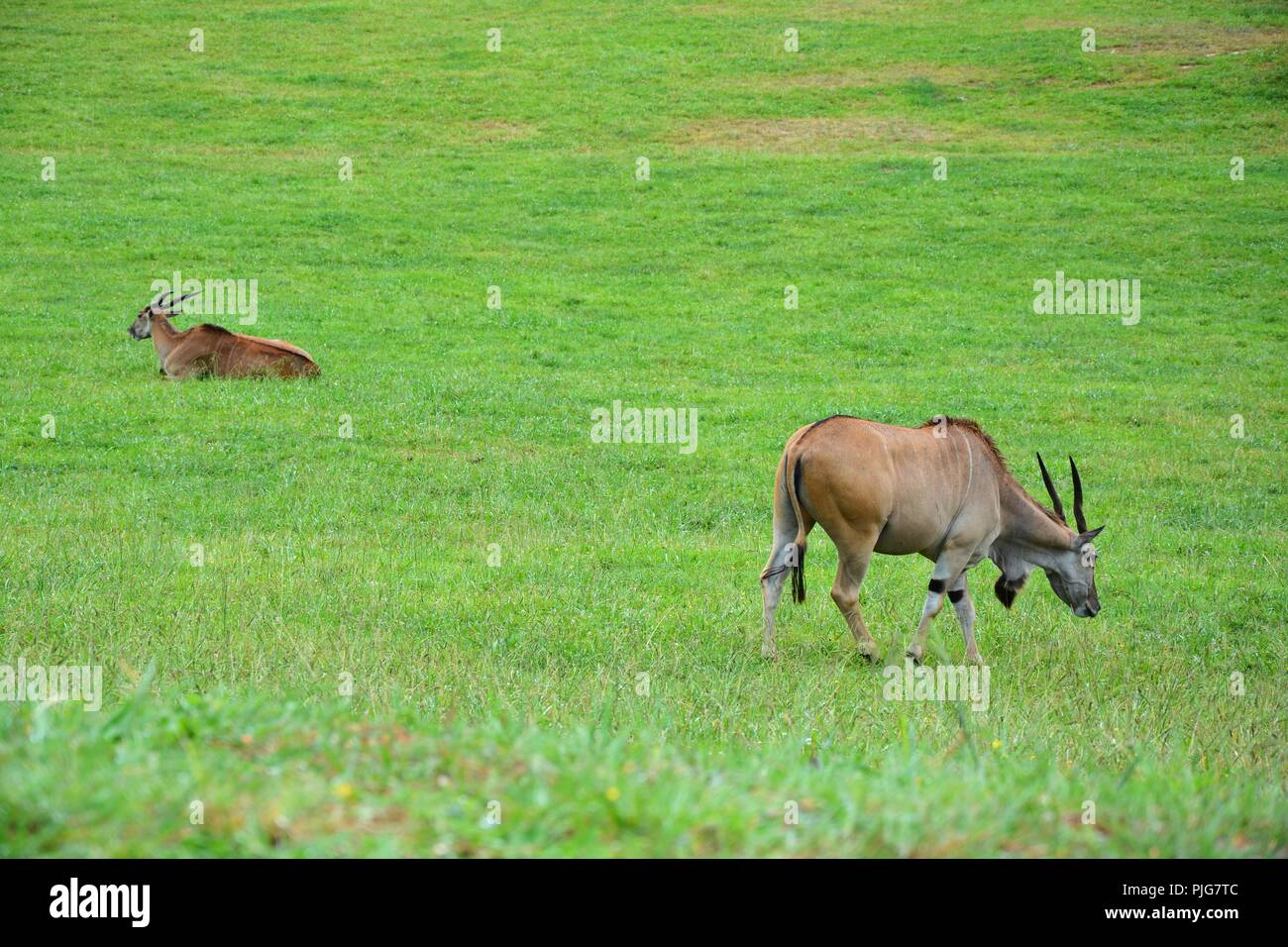antelope, antelopes on the grass Stock Photo