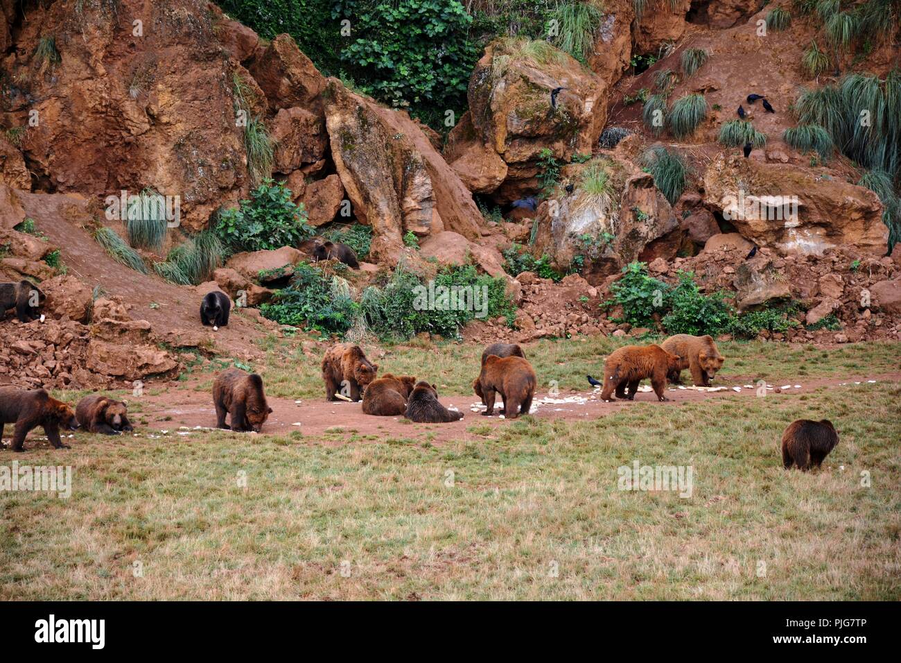 group of bears Stock Photo Alamy