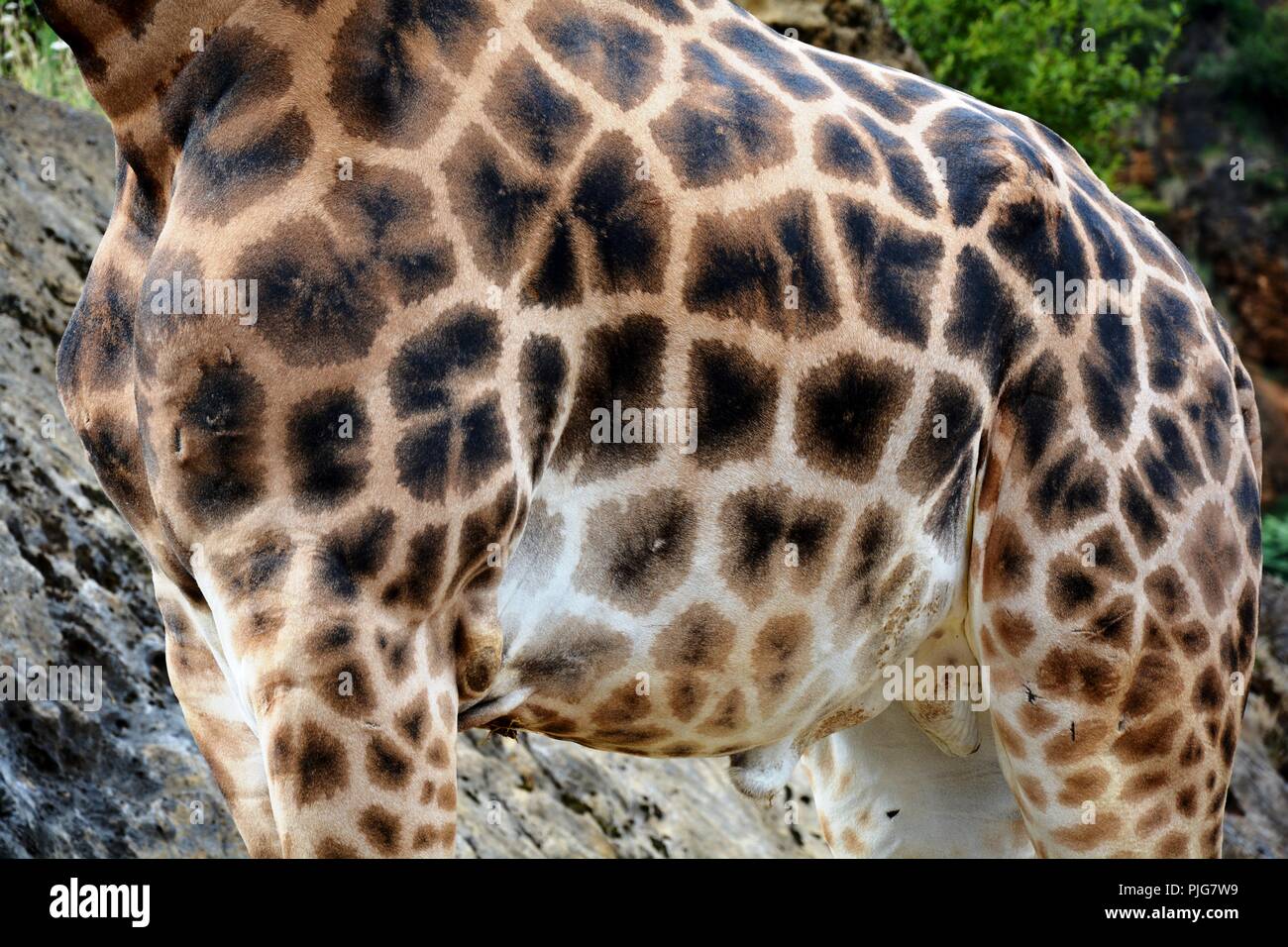 giraffe, body Stock Photo