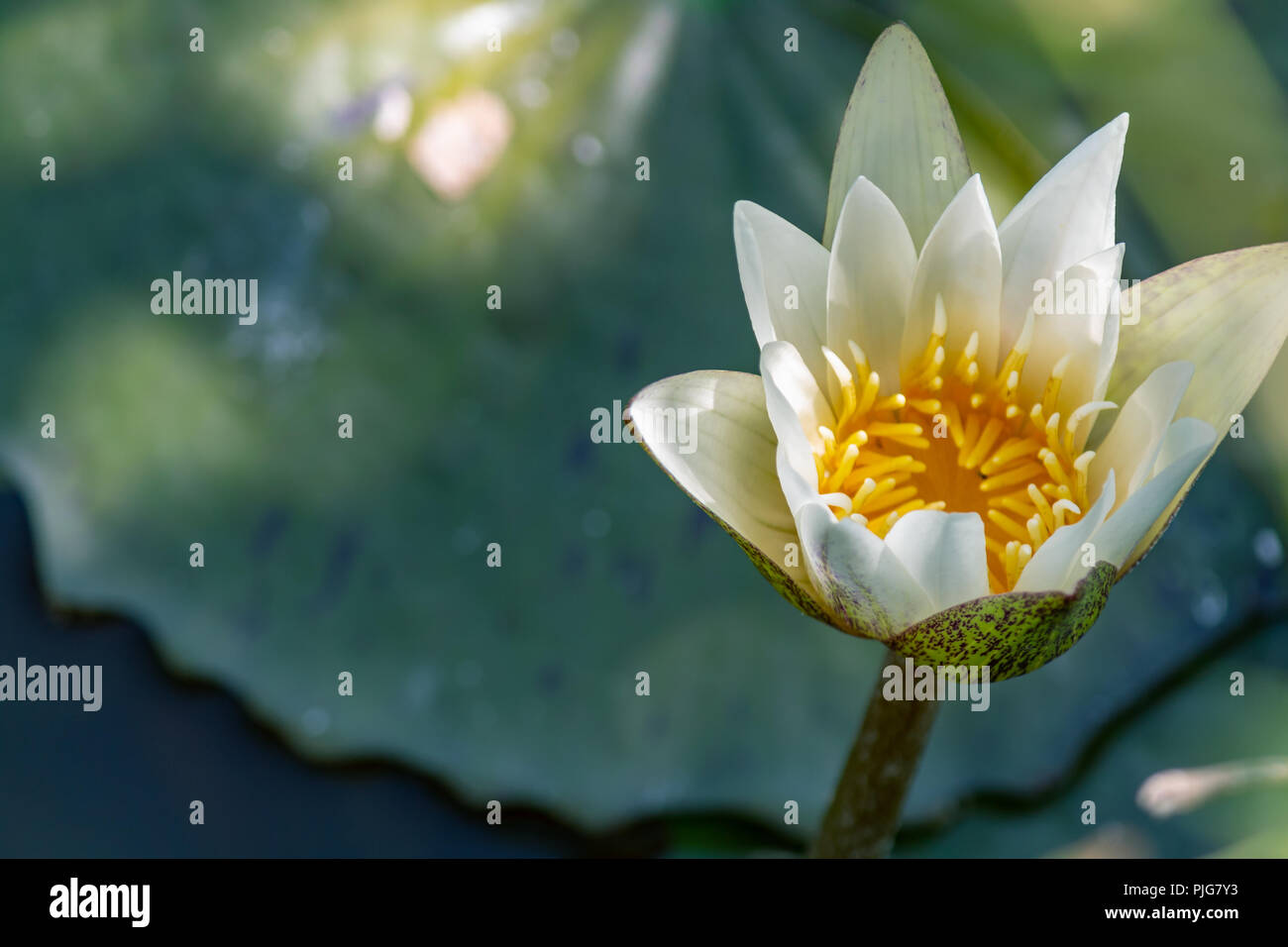 White water lilies blooming in the pond. These flowers can bloom in very adverse conditions, so