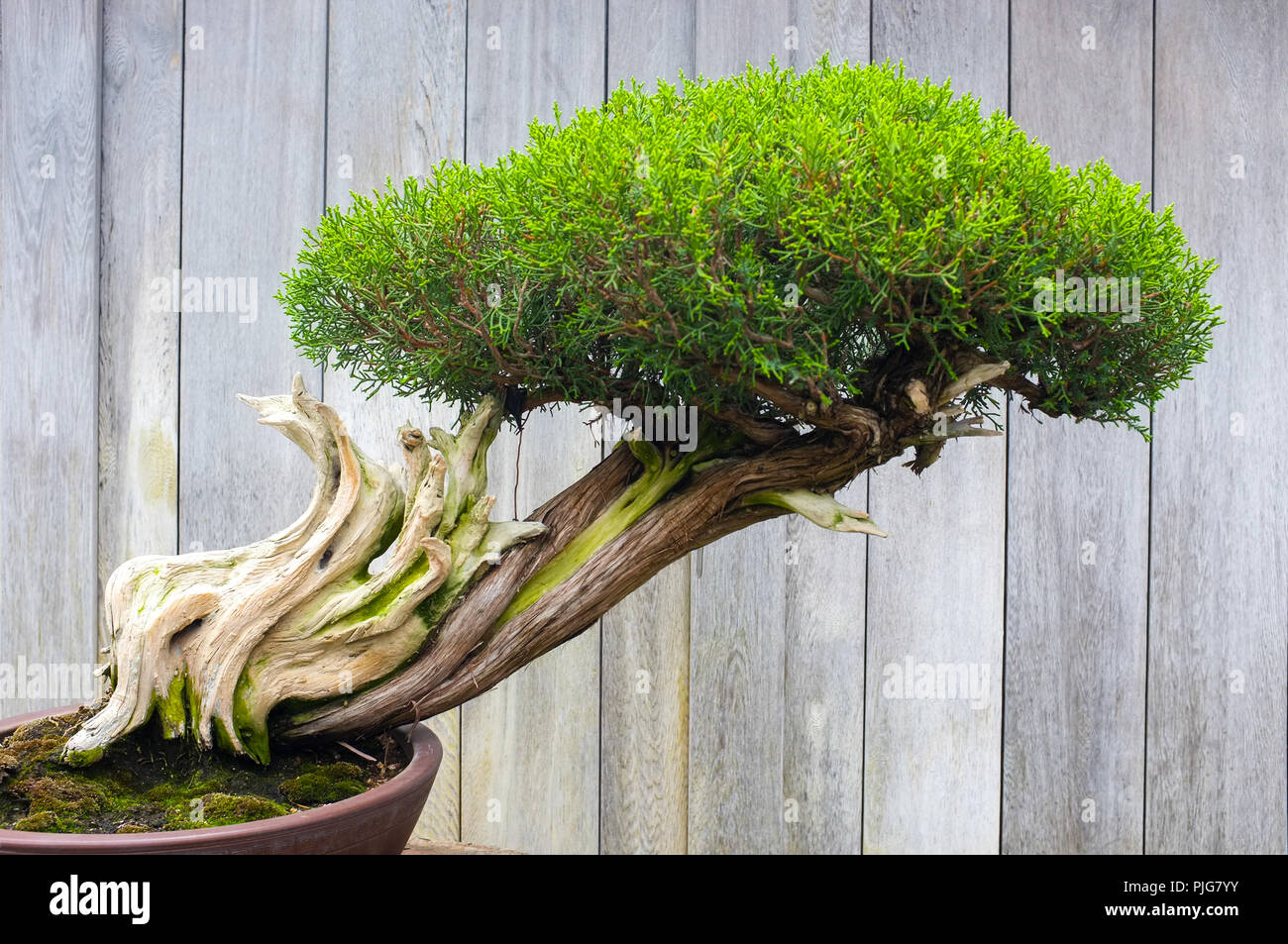 Bonsai and Penjing landscape with miniature evergreen tree in a tray