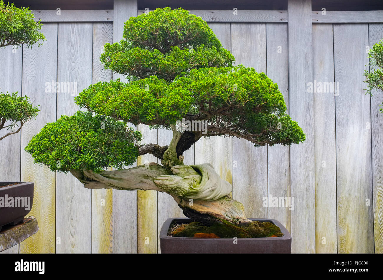 Bonsai and Penjing landscape with miniature evergreen tree in a tray